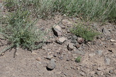 Phrynocephalus persicus