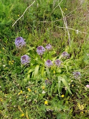 Scilla peruviana