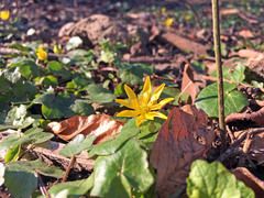 Ficaria verna