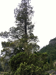 Austrocedrus chilensis