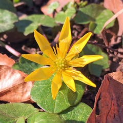 Ficaria verna