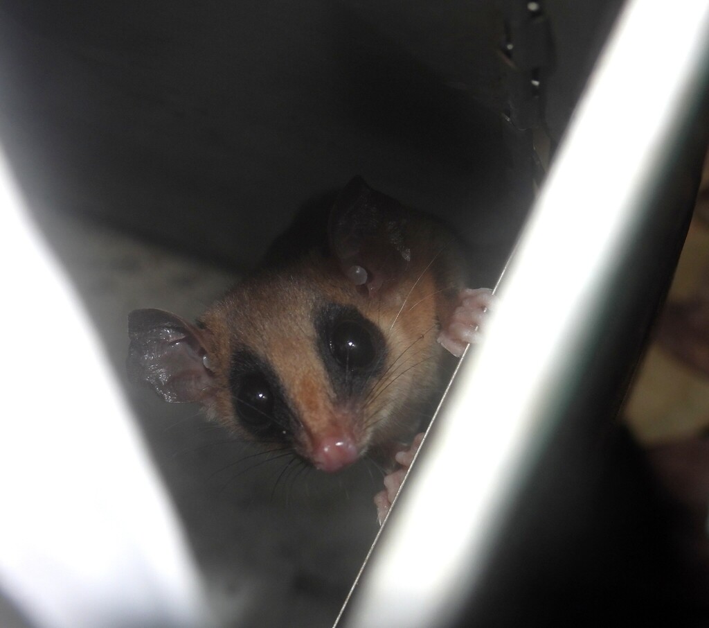 Agile Gracile Opossum