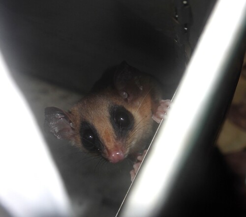 Agile Gracile Opossum