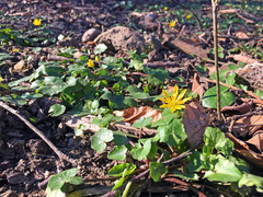 Ficaria verna