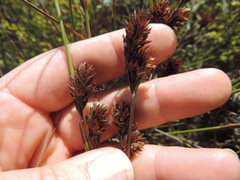 Restio quinquefarius