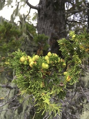Austrocedrus chilensis