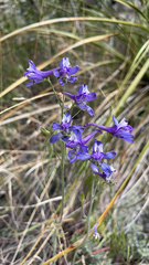 Delphinium scaposum, photograph (c) Lauren Vanier, some rights reserved (CC BY)