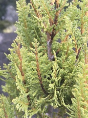 Austrocedrus chilensis