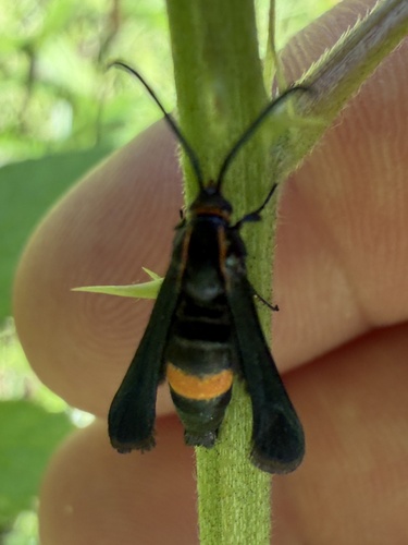 Boneset Borer Moth photo 4