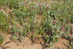 Seseli condensatum