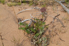 Seseli condensatum