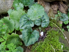 Cyclamen cyprium, photograph (c) Marios Thoma, some rights reserved (CC BY)