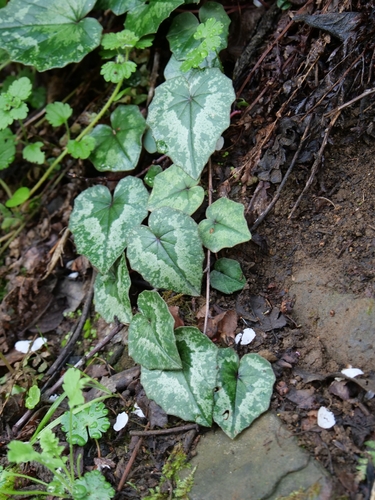 Cyclamen cyprium, photograph 3