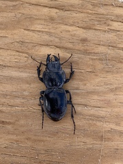 Pasimachus californicus