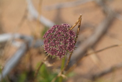 Seseli condensatum