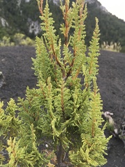 Austrocedrus chilensis