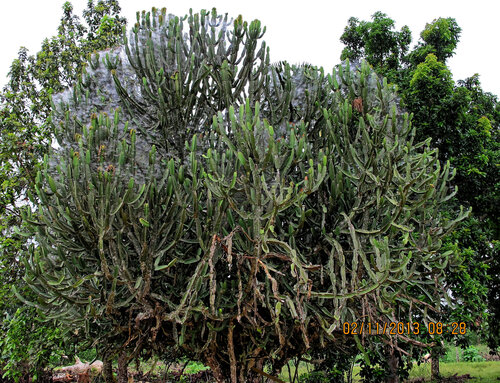 Euphorbia kamerunica, photograph 2