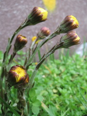 Tussilago farfara