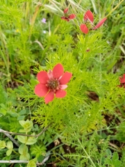 Adonis annua