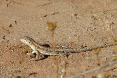 Liolaemus darwinii