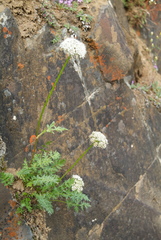 Seseli condensatum