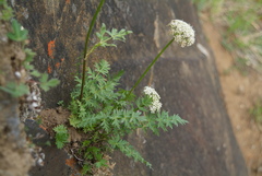 Seseli condensatum