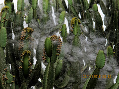 Euphorbia kamerunica