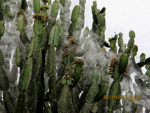 Euphorbia kamerunica, photograph 1