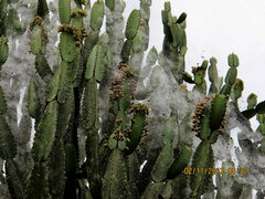 Euphorbia kamerunica, photograph (c) Philippe Hornus, some rights reserved (CC BY)