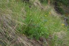 Seseli condensatum