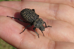 Scotobius pilularius