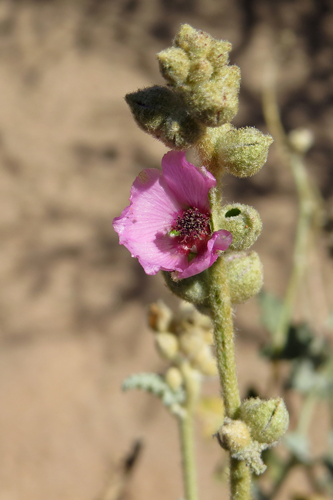 Mendoza Globemallow