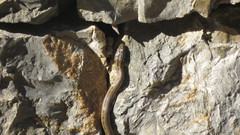 Macroprotodon mauritanicus