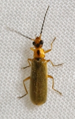 Rhagonycha heterodoxa