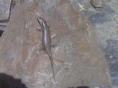 Heremites auratus