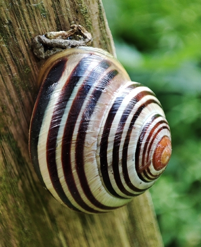 Cepaea