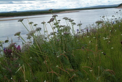 Seseli condensatum