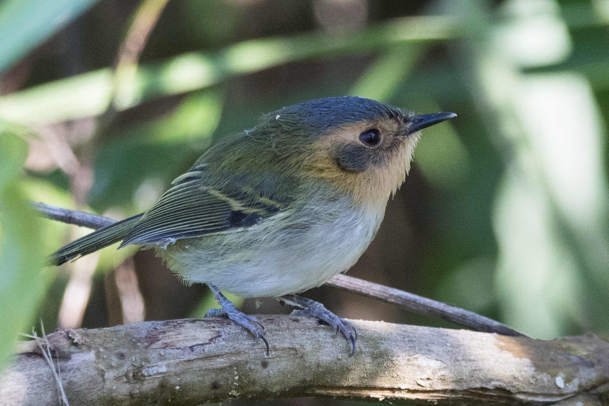 Ochre-faced Tody-Flycatcher (Poecilotriccus plumbeiceps), photo 8