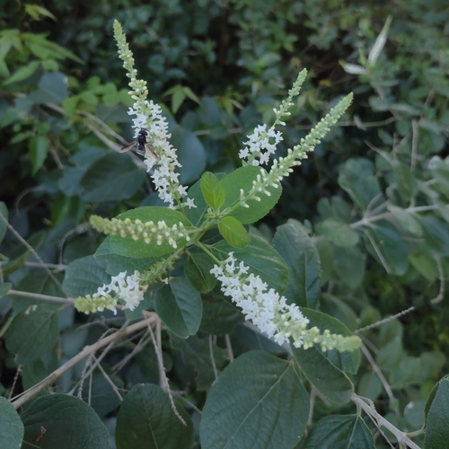 Aloysia virgata