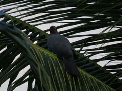 Patagioenas squamosa