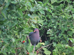 Patagioenas squamosa