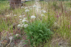 Seseli condensatum