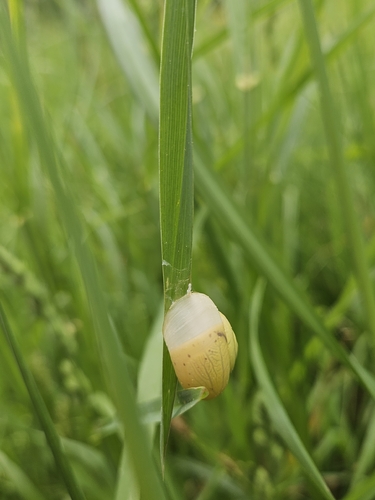 Bush snail