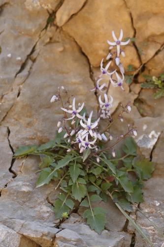 Petromarula pinnata, photograph 5