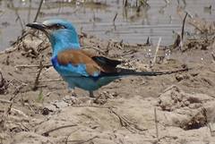 Coracias abyssinicus