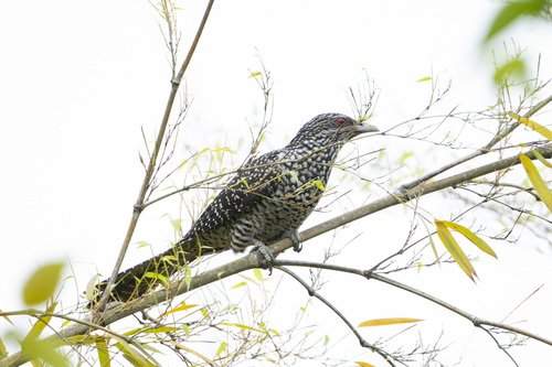 Asian Koel