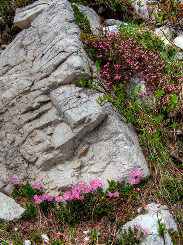 Erica carnea