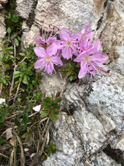 Rhodothamnus chamaecistus