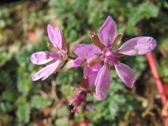 Erodium cicutarium