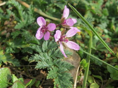 Erodium cicutarium